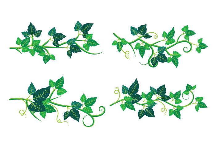 Set Of Poison Ivy Plant 700x490 Set Of Poison Ivy Plant