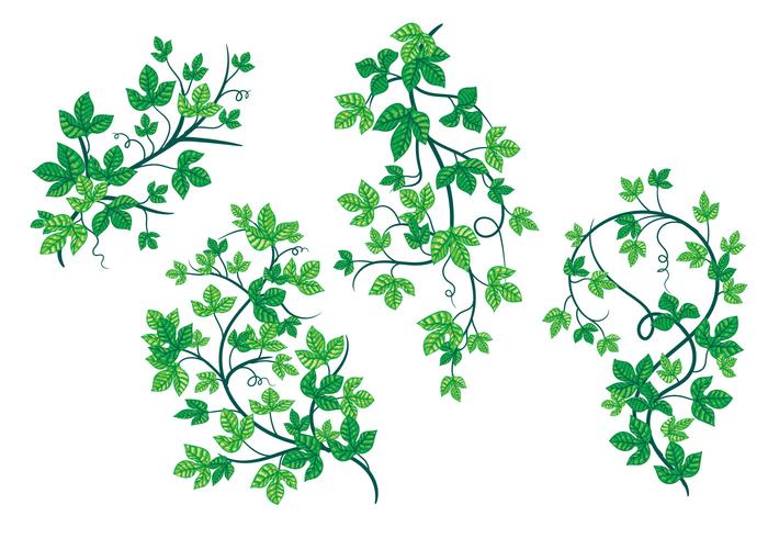 Tender Green Leaves Of Poison Ivy Plant Vectors 700x490 Tender Green Leaves Of Poison Ivy Plant Vectors