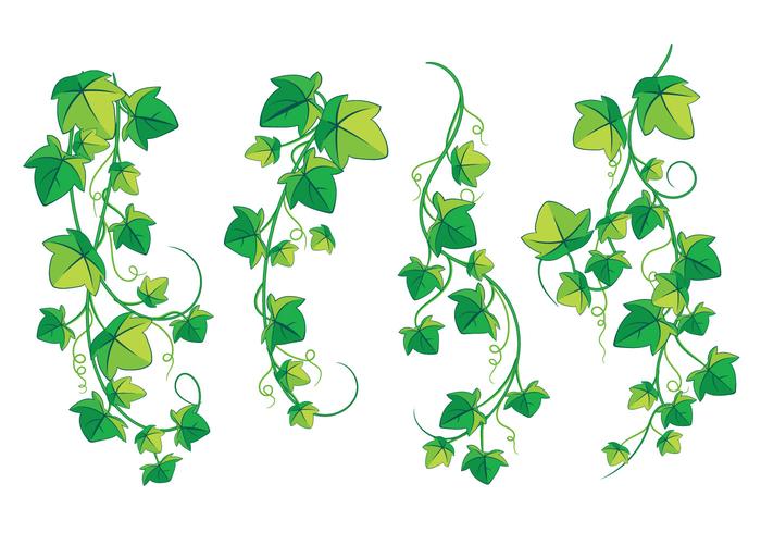 Climbing Poison Ivy Plant Isolated On White Background 700x490 Climbing Poison Ivy Plant Isolated On White Background