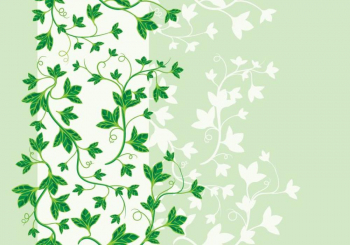 Growing Ivy 350x245 Growing Ivy
