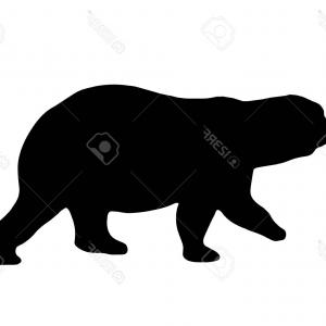 Photostock Vector Polar Bear Silhouette Isolated On White 300x300 Photostock Vector Polar Bear Silhouette Isolated On White