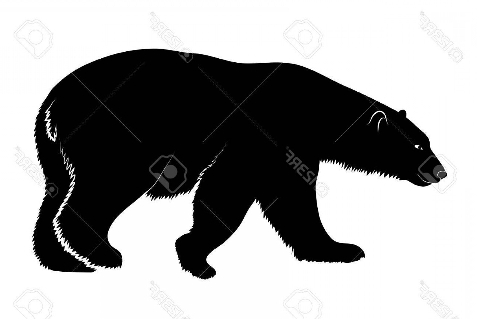 Polar Bear Silhouette Vector Hoodamathrun 1560x1044 Polar Bear Silhouette Vector Hoodamathrun