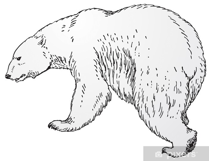 700x541 Polar Bear Vector Wall Mural