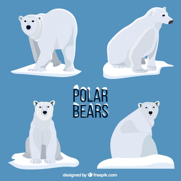 626x626 Polar Bears Vector Premium Download