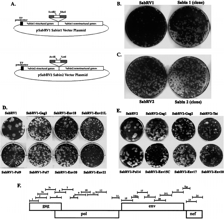 850x835 A Recombinant Sabin Poliovirus Vector Plasmid Clones Grey Boxes