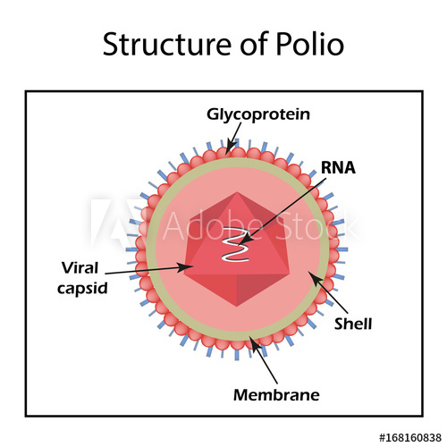 The Structure Of The Polio Virus Enterovirus Infographics 500x500 The Structure Of The Polio Virus Enterovirus Infographics