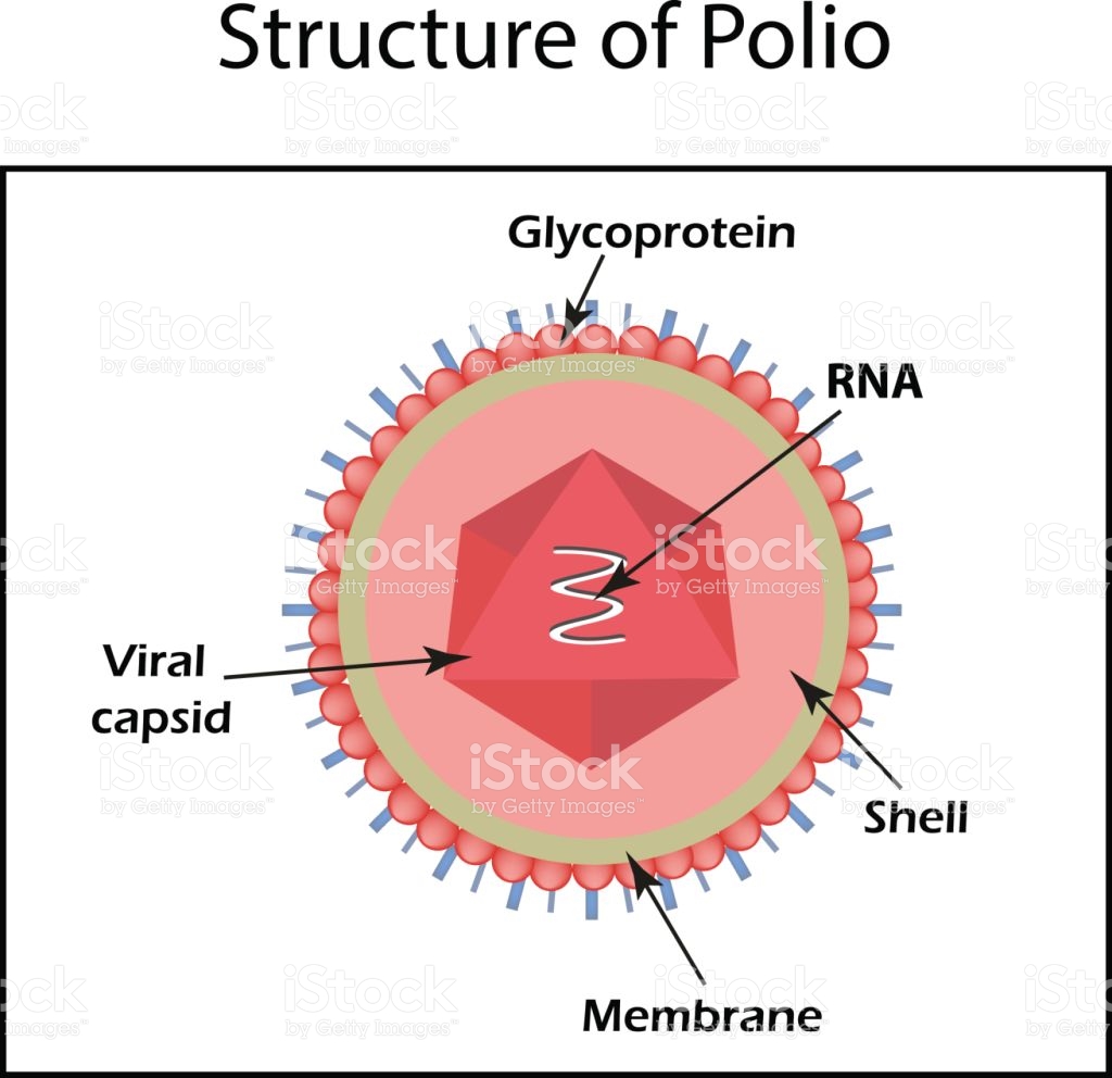 Free Collection Of Pharmacy Clipart Polio Download Transparent 1024x992 Free Collection Of Pharmacy Clipart Polio Download Transparent