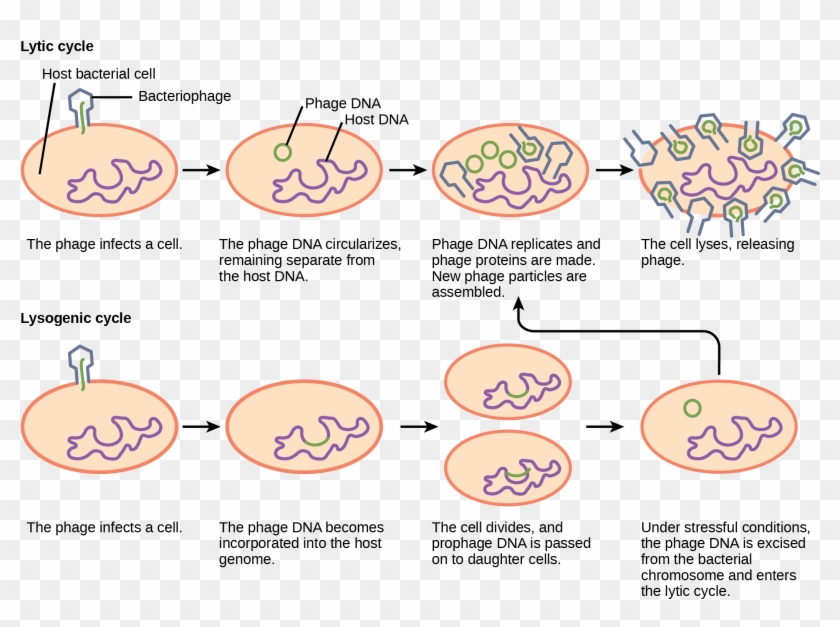 840x627 Hiv Vector Pollen
