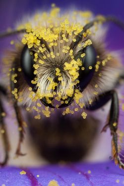 250x374 Miner Bee As