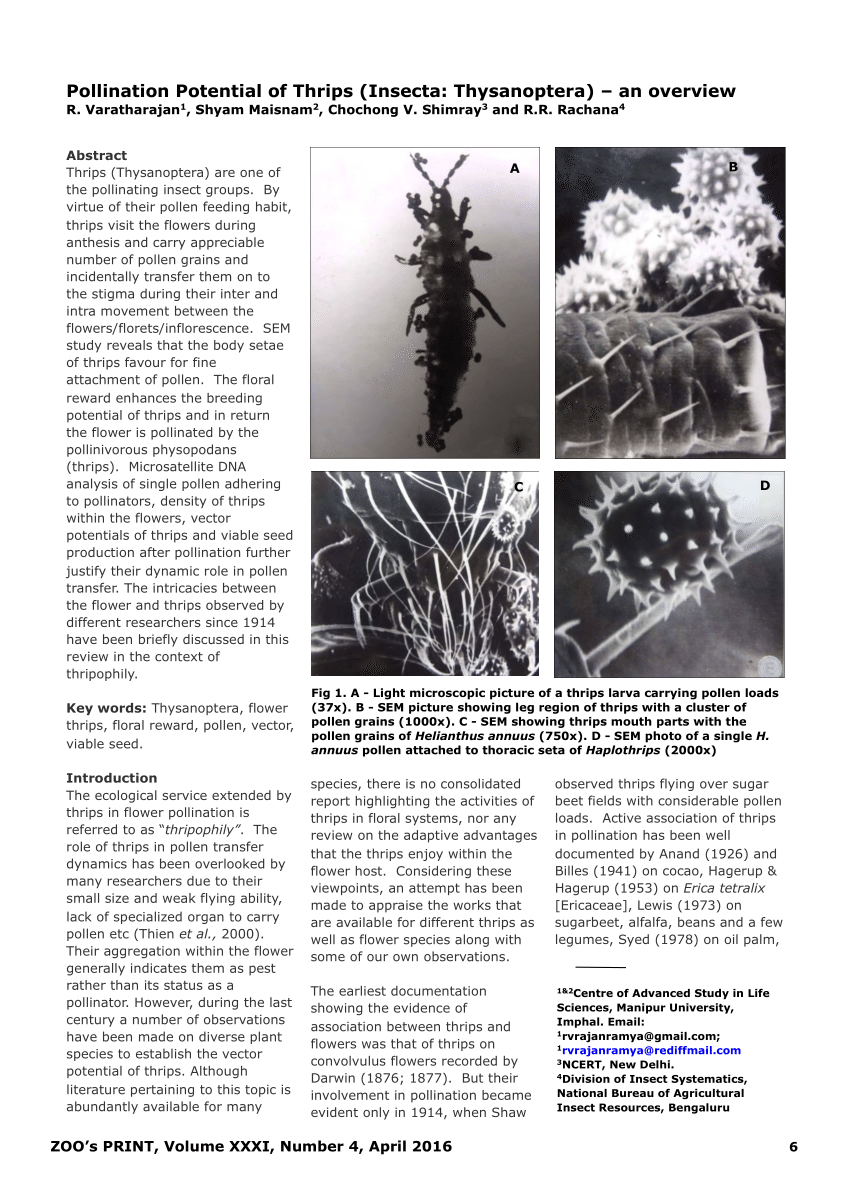 850x1203 Pdf Pollination Potential Of Thrips