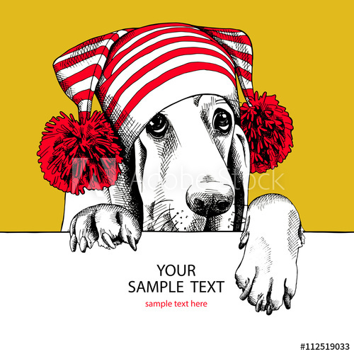500x500 Basset Hound Dog In A Hat With Pom Pom Vector Illustration