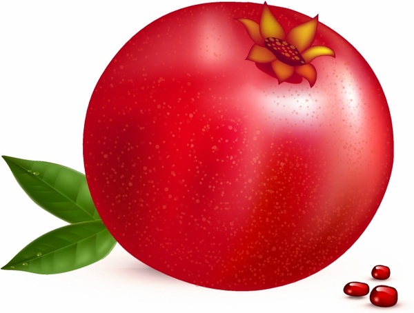 600x454 Pomegranate Free Vector In Adobe Illustrator