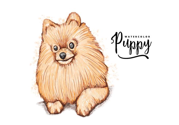700x490 Pomeranian Free Vector Art