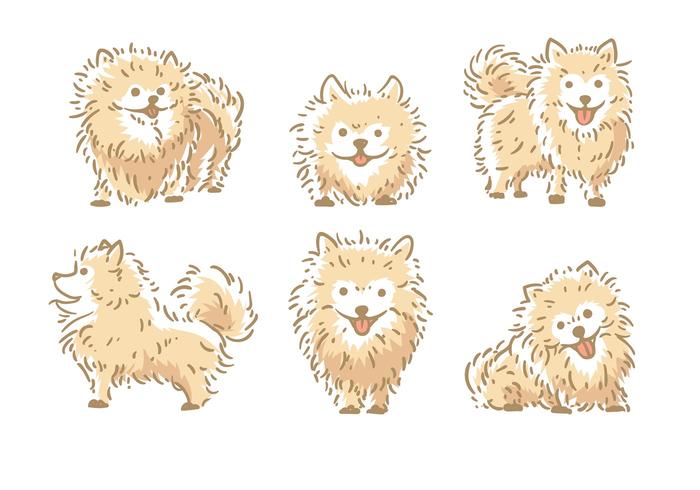 700x490 Pomeranian Vector