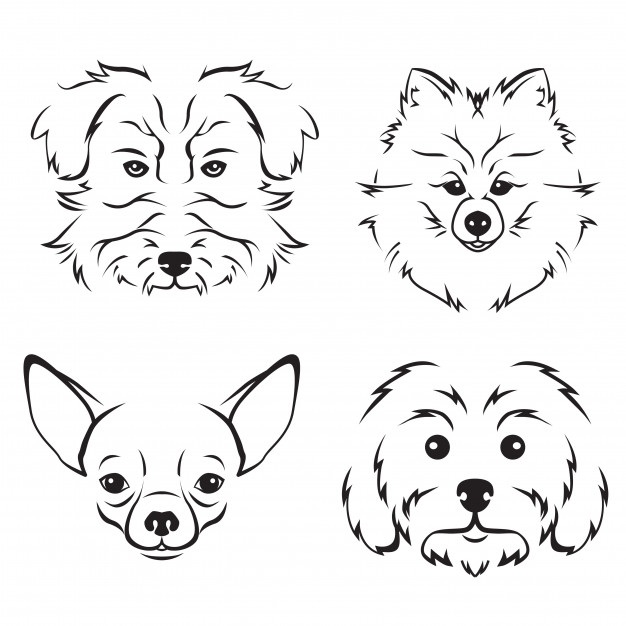 626x626 Pomeranian Vectors, Photos And Free Download