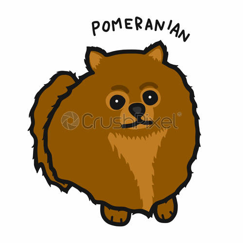 500x500 Pomeranian Dog Cartoon Vector Illustration