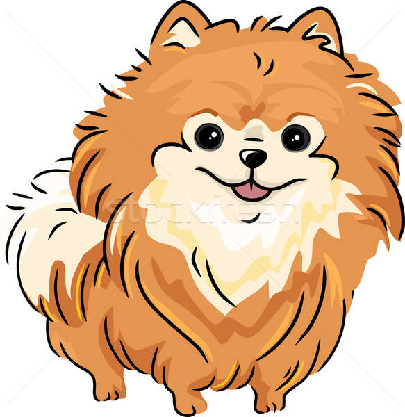 583x600 Pomeranian Vector Illustration Lenm