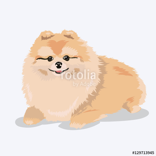 500x500 Pomeranian Dog Stock Image And Royalty Free Vector