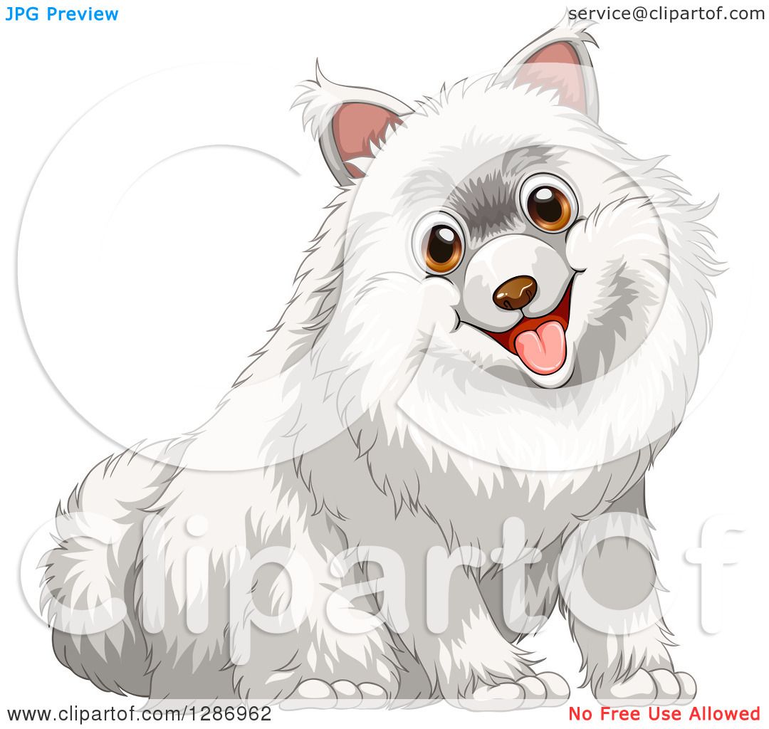 1080x1024 Clipart Of A Happy Sitting White Pomeranian Dog