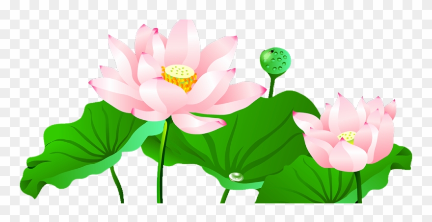 880x454 Pond Vector Lotus