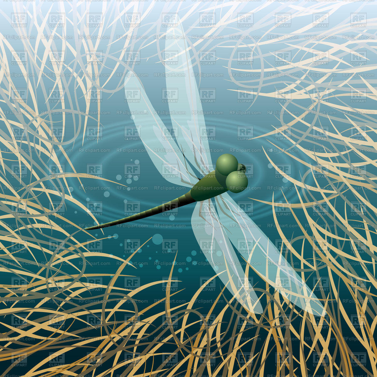 1200x1200 Dragonfly Flying Over Pond Vector Illustration Vector Image