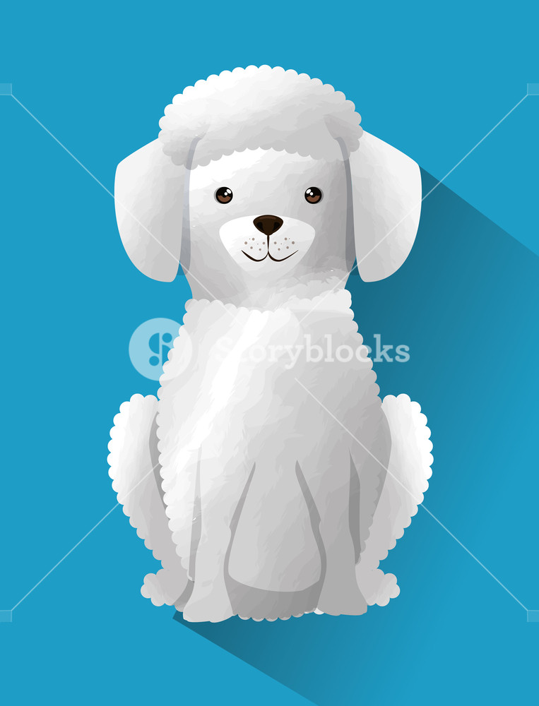 763x1000 Cute French Poodle Dog Vector Illustration Design Royalty Free