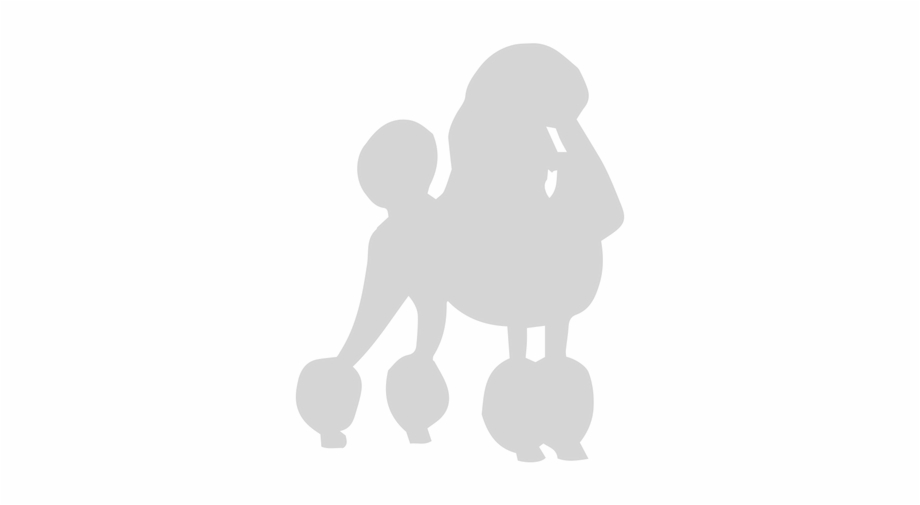 Poodle Vector Opposite 920x505 Poodle Vector Opposite