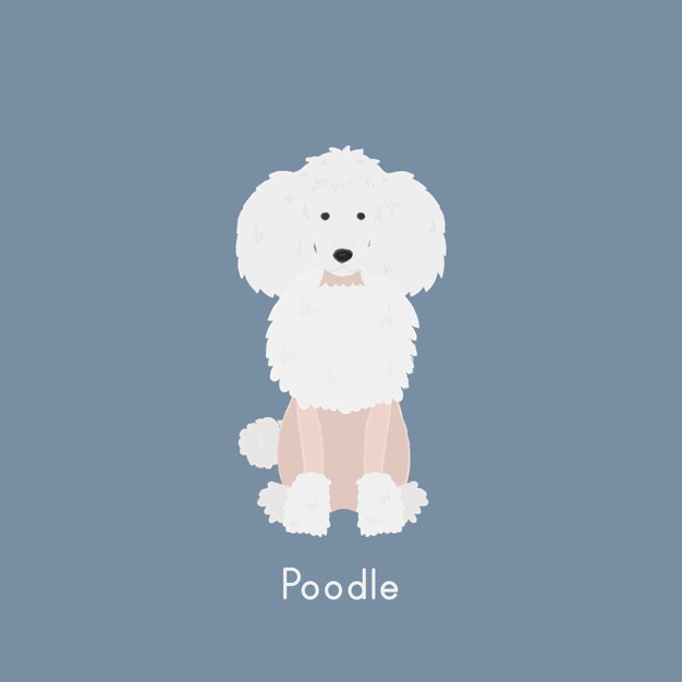 Poodle Vectors, Photos And Free Download 626x626 Poodle Vectors, Photos And Free Download