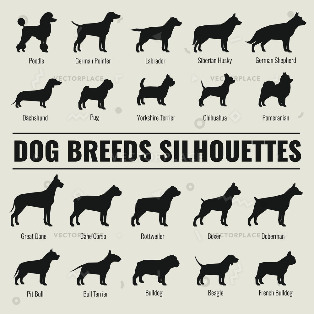 Dog Breeds Silhouettes Set Poodle German Vector Illustration 1000x1000 Dog Breeds Silhouettes Set Poodle German Vector Illustration