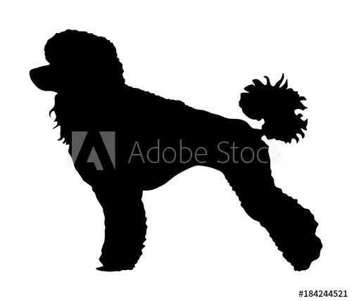 Toy Poodle Vector Silhouette Portrait Of Royal Poodle Vector 500x428 Toy Poodle Vector Silhouette Portrait Of Royal Poodle Vector