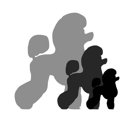 Dog Breed Poodle On Black And White Squares And Cells It Seems 450x411 Dog Breed Poodle On Black And White Squares And Cells It Seems