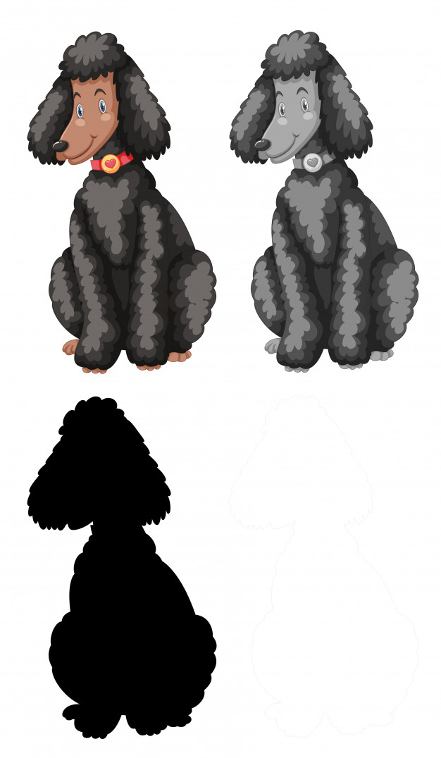 626x1076 Poodle Vectors, Photos And Free Download