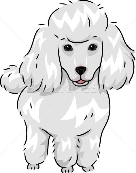 472x600 Poodle Vector Illustration Lenm