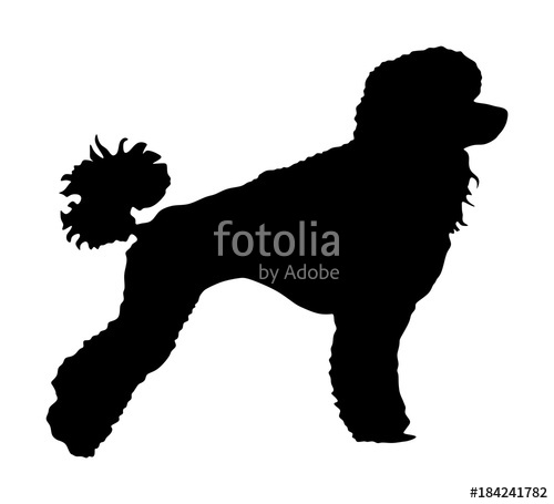 500x455 Toy Poodle Vector Silhouette Portrait Of Royal Poodle Vector