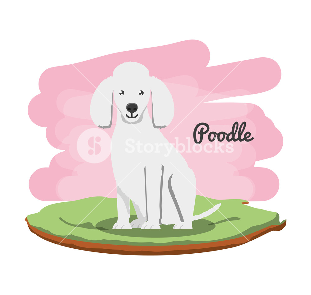 1000x949 Poodle Dog Icon Over White Background, Colorful Design Vector
