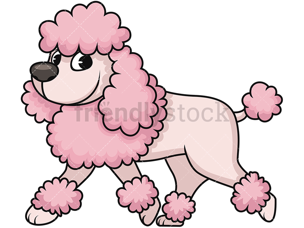 1067x800 Groomed Miniature Poodle Cartoon Vector Clipart