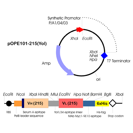 442x442 Pope Expression Vector