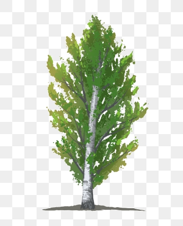 360x445 Poplar Tree Png, Vector, And Clipart With Transparent