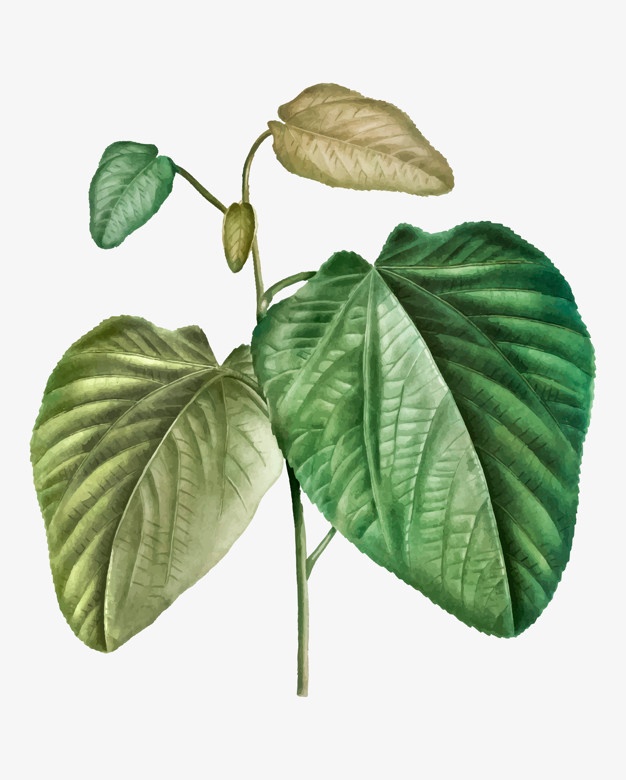 626x780 Poplar Vectors, Photos And Free Download