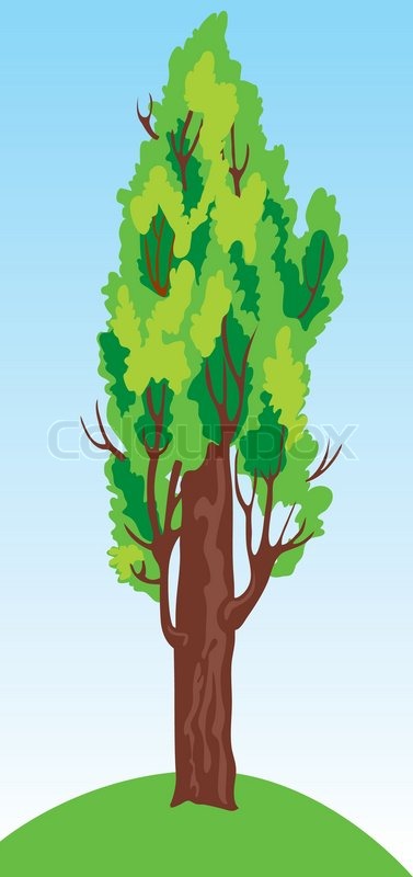 377x800 Poplar Tree In The Grass On A Stock Vector Colourbox