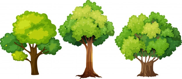 Poplar Tree Vector At Vectorified.com 