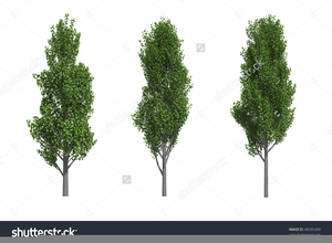 300x220 Tulip Poplar Tree Clipart Free Images