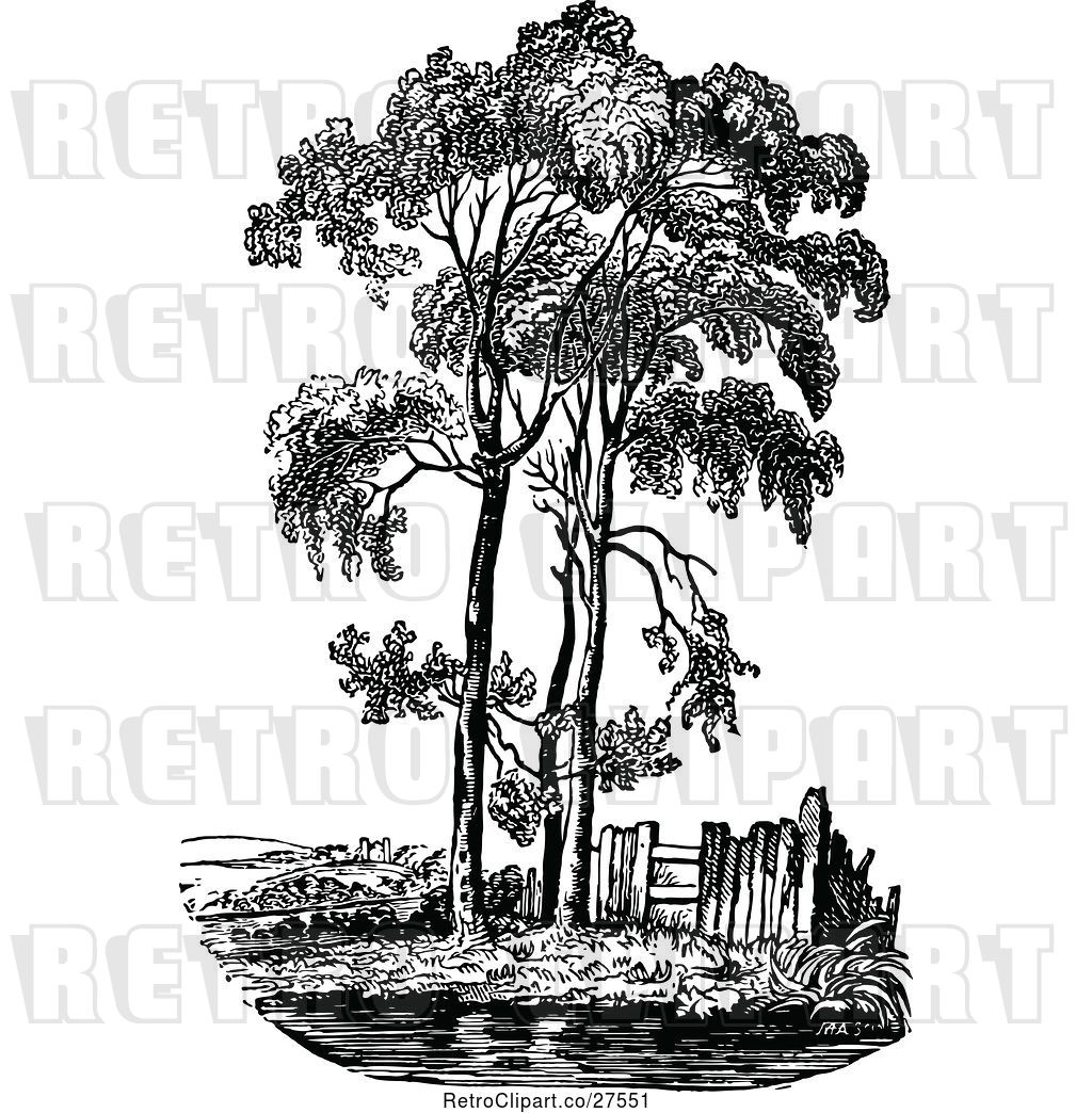 1024x1044 Vector Clip Art Of Retro Poplar Tree