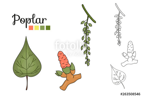 500x343 Vector Set Of Poplar Tree Elements Isolated On White Background