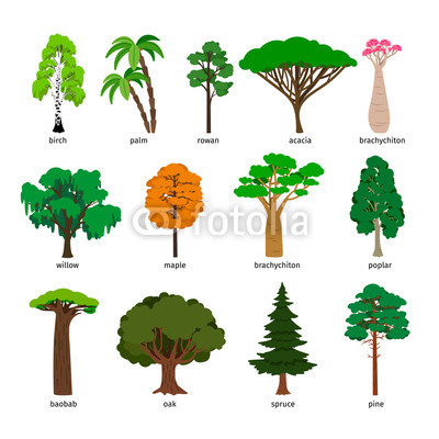 400x400 Vector Trees Forest Tree Set With Titles, Birch And Oak, Pine