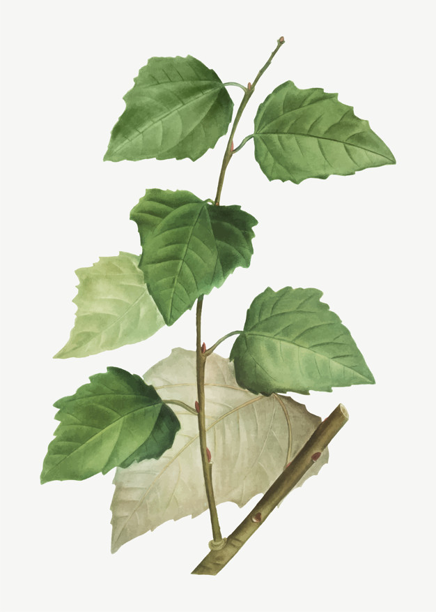 626x877 White Poplar Tree Vector Free Download
