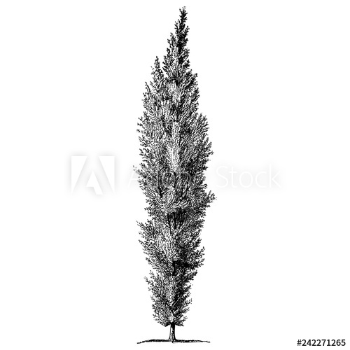 Poplar Tree Vector at Vectorified.com | Collection of Poplar Tree