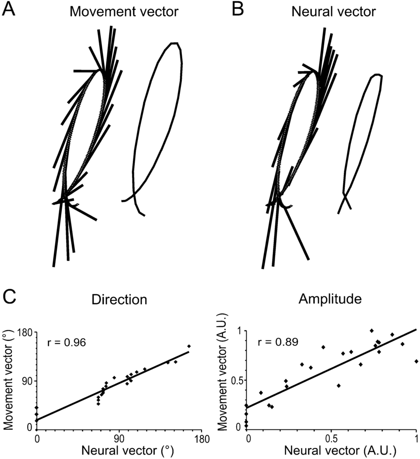 Population Vector
