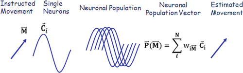 500x150 Neuronal Population Vector Springerlink