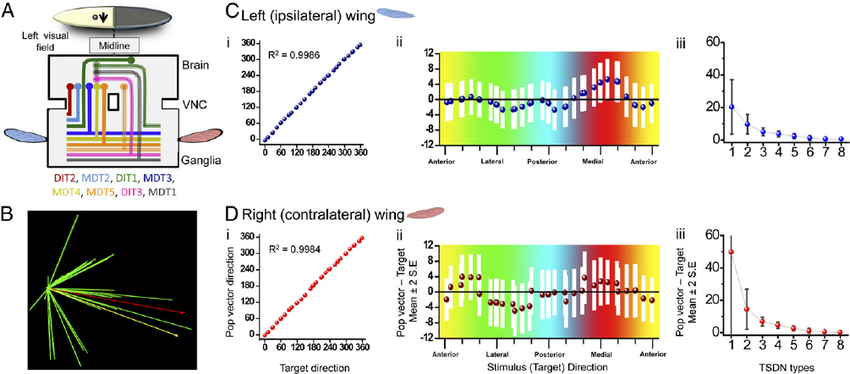 850x374 The Tsdn Population Vector Codes Direction Of The Prey With High